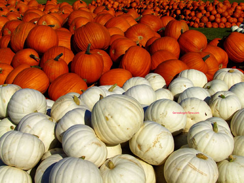 orange and white pumpkins